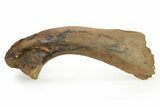 Fossil Hadrosaur (Edmontosaurus) Scapula w/ Stand - South Dakota #339125-3